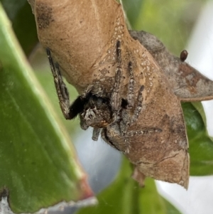 Servaea narraweena at Jerrabomberra, NSW - suppressed