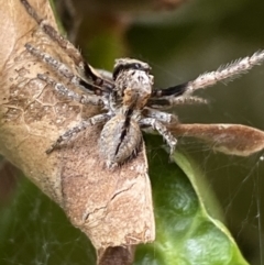 Servaea narraweena at Jerrabomberra, NSW - suppressed