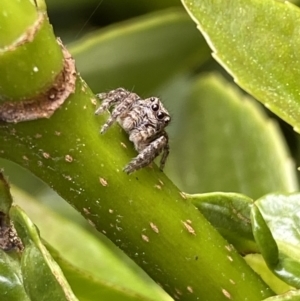 Servaea villosa at Jerrabomberra, NSW - suppressed