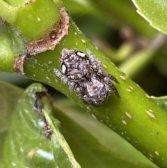 Servaea villosa at Jerrabomberra, NSW - suppressed