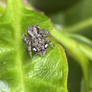 Servaea villosa at Jerrabomberra, NSW - suppressed