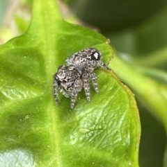 Servaea villosa at Jerrabomberra, NSW - suppressed