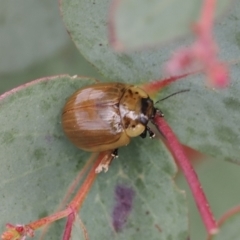 Unidentified Leaf beetle (Chrysomelidae) (TBC) at Booth, ACT - 19 Oct 2022 by RAllen
