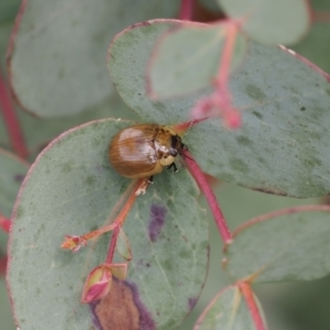 Paropsisterna nucea at Booth, ACT - 19 Oct 2022 11:23 AM