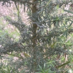 Cassinia aculeata subsp. aculeata (Dolly Bush, Common Cassinia, Dogwood) at Point 64 - 20 Oct 2022 by lbradley