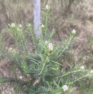 Cassinia aculeata subsp. aculeata at Aranda, ACT - 20 Oct 2022