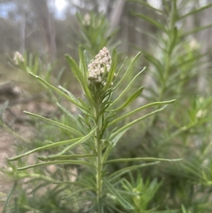 Cassinia aculeata subsp. aculeata at Aranda, ACT - 20 Oct 2022