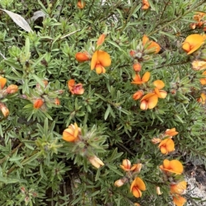 Pultenaea subspicata at Hackett, ACT - 16 Oct 2022 10:42 AM