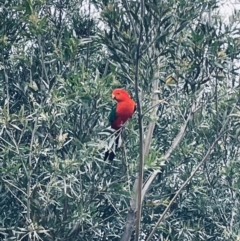 Alisterus scapularis (Australian King-Parrot) at Long Beach, NSW - 20 Oct 2022 by mbmiyagi