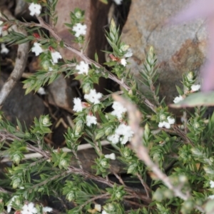 Styphelia attenuata at Booth, ACT - 19 Oct 2022 11:22 AM