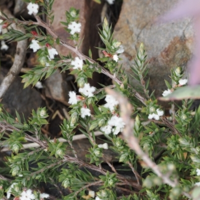 Leucopogon attenuatus (Small-leaved Beard Heath) at Booth, ACT - 19 Oct 2022 by RAllen