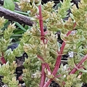 Crassula sieberiana at Gundaroo, NSW - 17 Oct 2022