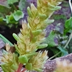 Crassula sieberiana at Gundaroo, NSW - 17 Oct 2022