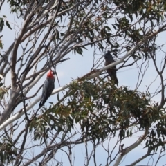 Callocephalon fimbriatum (Gang-gang Cockatoo) at Namadgi National Park - 19 Oct 2022 by RAllen