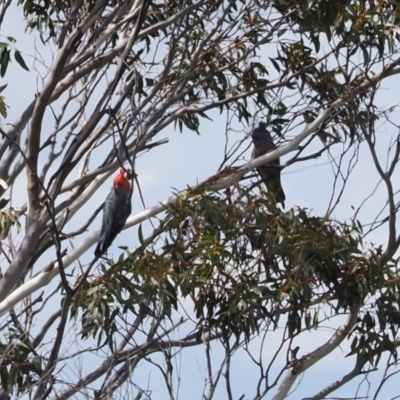 Callocephalon fimbriatum (Gang-gang Cockatoo) at Namadgi National Park - 19 Oct 2022 by RAllen