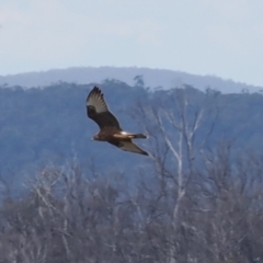 Circus approximans (Swamp Harrier) at Namadgi National Park - 19 Oct 2022 by RAllen