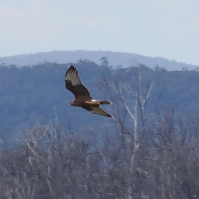 Circus approximans (Swamp Harrier) at Booth, ACT - 19 Oct 2022 by RAllen