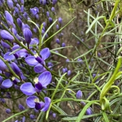 Comesperma volubile (Love Creeper) at Mount Majura - 30 Sep 2022 by Pirom