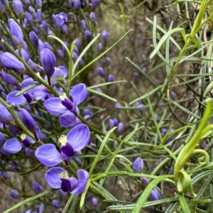 Comesperma volubile at Hackett, ACT - 30 Sep 2022 11:27 AM