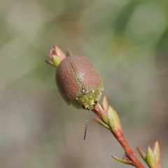 Paropsis porosa (A eucalyptus leaf beetle) at Namadgi National Park - 19 Oct 2022 by RAllen