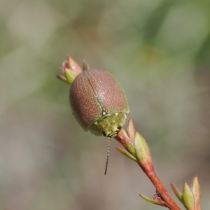 Paropsis porosa at Booth, ACT - 19 Oct 2022 11:49 AM