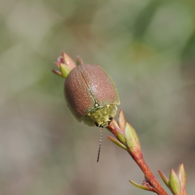 Paropsis porosa (A eucalyptus leaf beetle) at Namadgi National Park - 19 Oct 2022 by RAllen