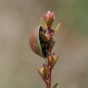 Paropsis porosa at Booth, ACT - 19 Oct 2022