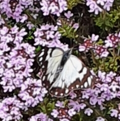 Belenois java (Caper White) at Gundaroo, NSW - 18 Oct 2022 by Gunyijan