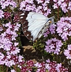 Belenois java at Gundaroo, NSW - 18 Oct 2022