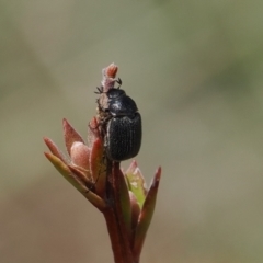 Melolonthinae (subfamily) (Cockchafer) at Booth, ACT - 19 Oct 2022 by RAllen