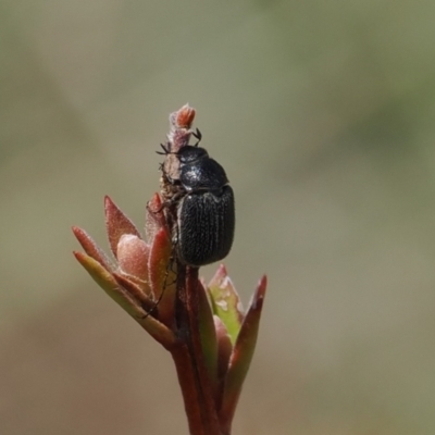 Melolonthinae sp. (subfamily) (Cockchafer) at Namadgi National Park - 19 Oct 2022 by RAllen