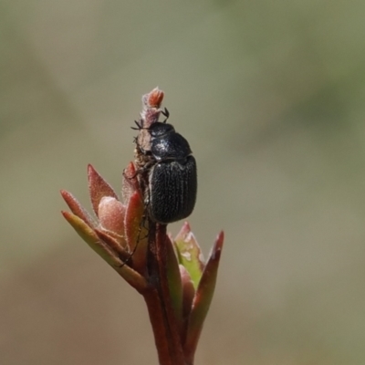 Melolonthinae sp. (subfamily) (Cockchafer) at Booth, ACT - 19 Oct 2022 by RAllen