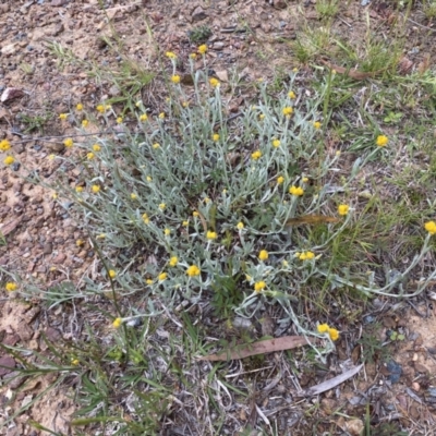 Chrysocephalum apiculatum (Common Everlasting) at Jerrabomberra, NSW - 20 Oct 2022 by SteveBorkowskis