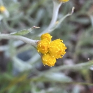 Chrysocephalum apiculatum at Jerrabomberra, NSW - 20 Oct 2022 03:31 PM