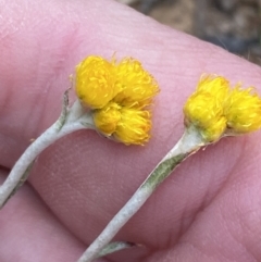 Chrysocephalum apiculatum at Jerrabomberra, NSW - 20 Oct 2022 03:31 PM