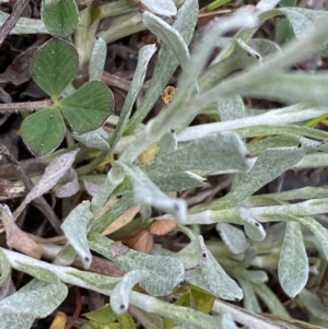 Chrysocephalum apiculatum at Jerrabomberra, NSW - 20 Oct 2022 03:31 PM