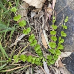 Lysimachia nummularia (Creeping Jenny) at Jerrabomberra, NSW - 20 Oct 2022 by SteveBorkowskis