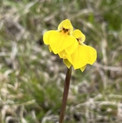 Diuris subalpina (Small Snake Orchid) at Mount Clear, ACT - 20 Oct 2022 by chromo