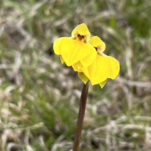 Diuris subalpina at Mount Clear, ACT - 20 Oct 2022