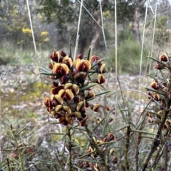 Daviesia genistifolia (Broom Bitter Pea) at Mount Ainslie - 29 Sep 2022 by Pirom