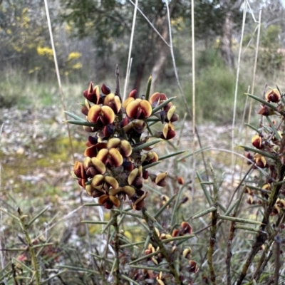 Daviesia genistifolia (Broom Bitter Pea) at Campbell, ACT - 29 Sep 2022 by Pirom