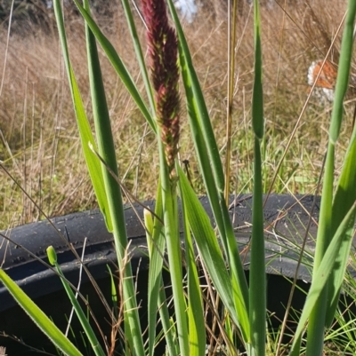 Holcus lanatus (Yorkshire Fog) at Gundaroo, NSW - 1 Oct 2022 by Gunyijan