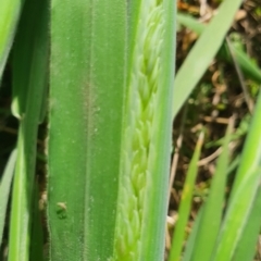 Holcus lanatus at Gundaroo, NSW - 1 Oct 2022