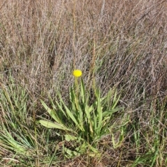 Holcus lanatus at Gundaroo, NSW - 1 Oct 2022