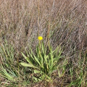 Holcus lanatus at Gundaroo, NSW - 1 Oct 2022