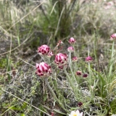 Leucochrysum albicans subsp. tricolor (Hoary Sunray) at Mount Clear, ACT - 19 Oct 2022 by chromo