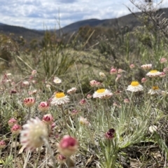 Leucochrysum albicans subsp. tricolor at Mount Clear, ACT - 19 Oct 2022