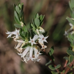 Brachyloma daphnoides (Daphne Heath) at Nail Can Hill - 19 Oct 2022 by KylieWaldon