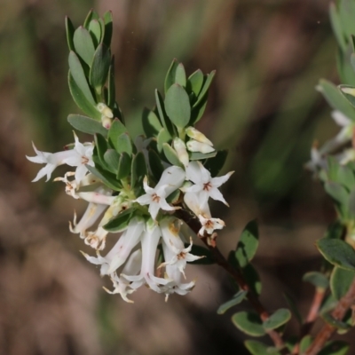 Brachyloma daphnoides (Daphne Heath) at Albury, NSW - 19 Oct 2022 by KylieWaldon