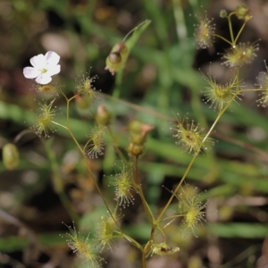 Drosera gunniana at Albury, NSW - 20 Oct 2022